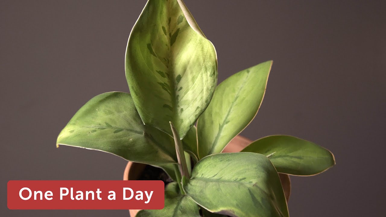 Homalomena (Adelonema) sp. 'Selby' Houseplant Care — 256 of 365