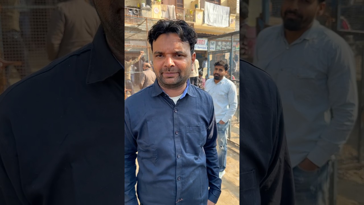 Shazad Bhai Loni pets market #shorts #pigeon #kabutar #pigeons #kabootar