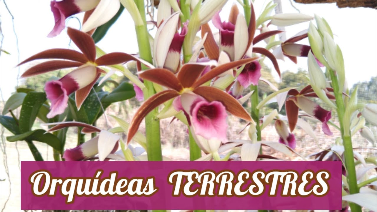 ORQUÍDEAS TERRESTRES  DE FÁCIL CULTIVO E DICAS
