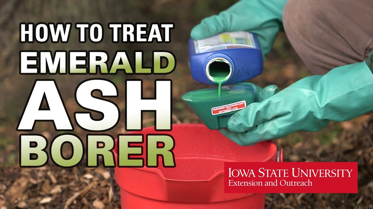 How to Treat EAB Yourself
