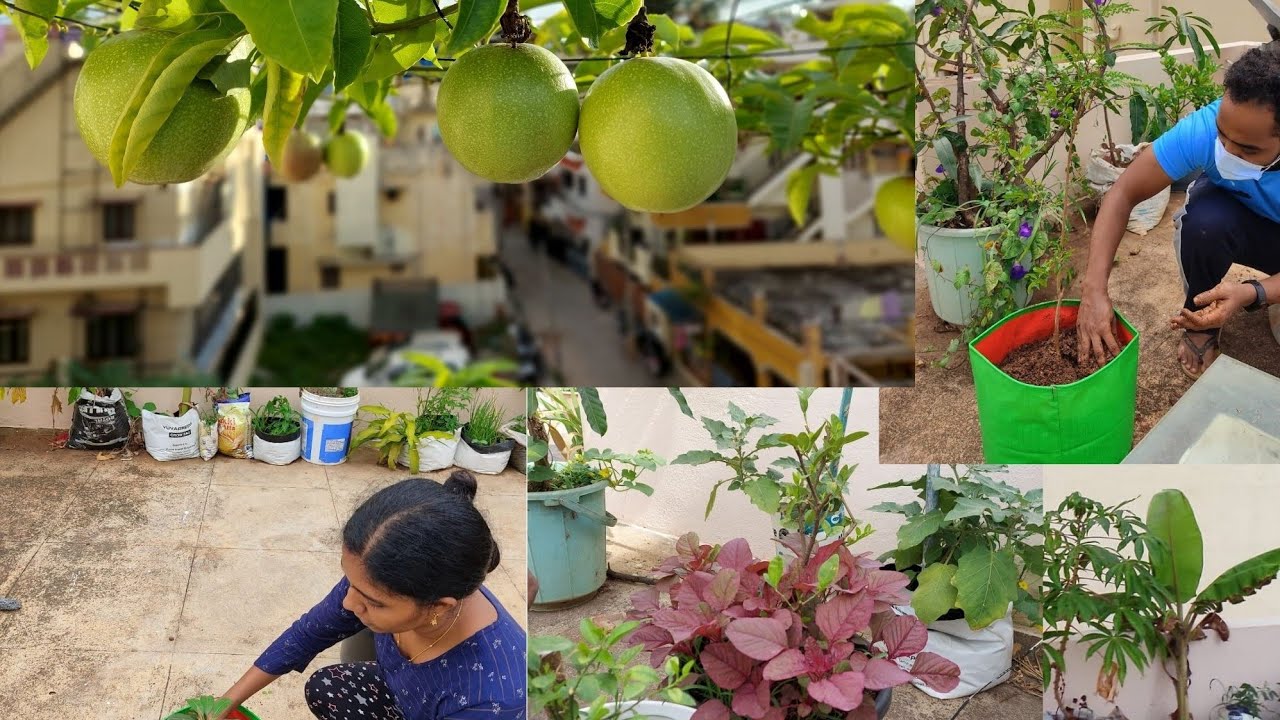 Our terrace garden in bangalore