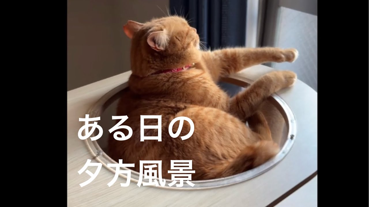 【猫のいる生活】いつも一人で留守番してくれているゆっぴ〜早く帰れた日の風景