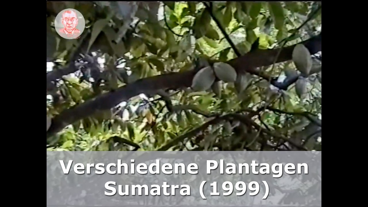 Plantagen Sumatra, Indonesien 1999
