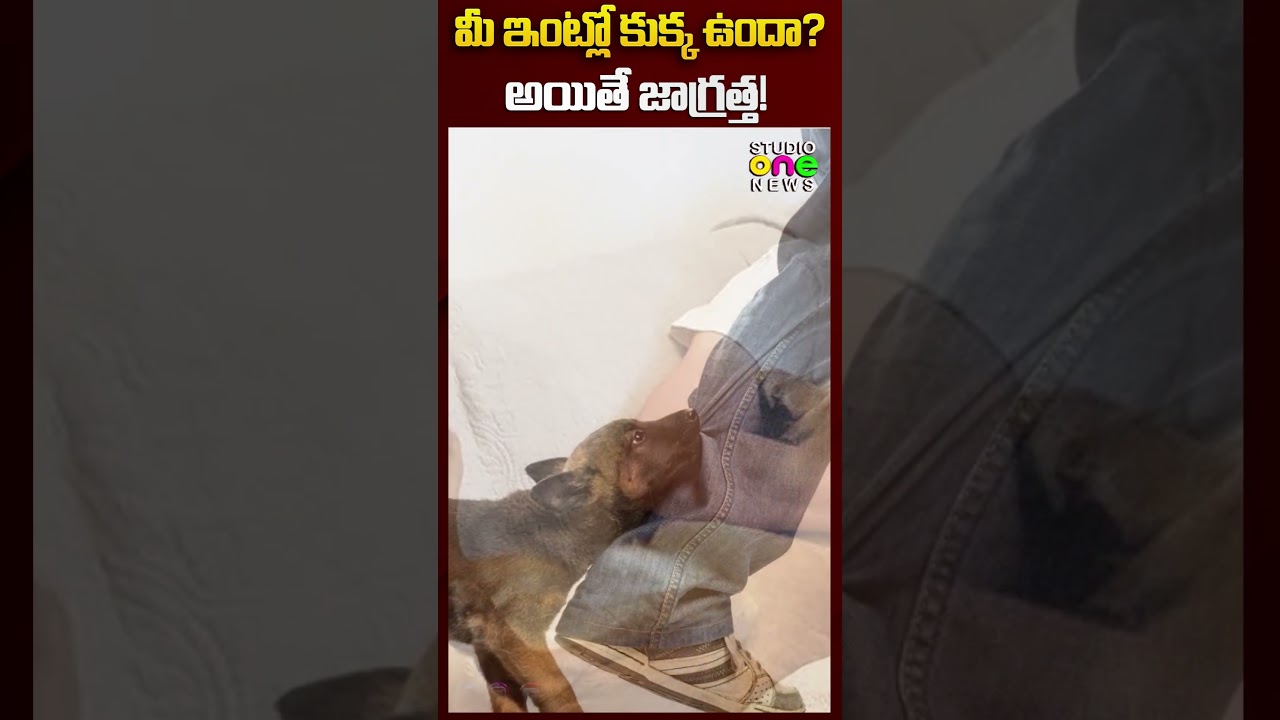 మీ ఇంట్లో కుక్క ఉందా? అయితే జాగ్రత్త! |#short |Dog Bite | Studio one news