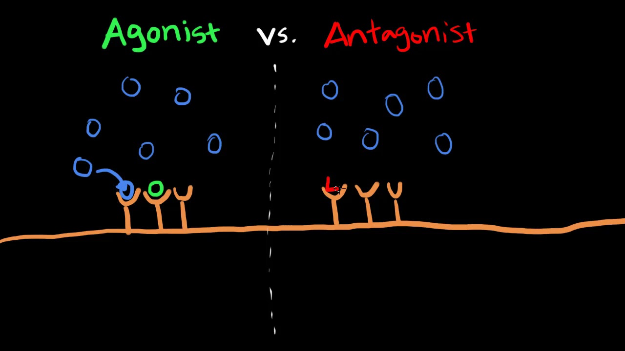 The Difference Between Agonists vs. Antagonists