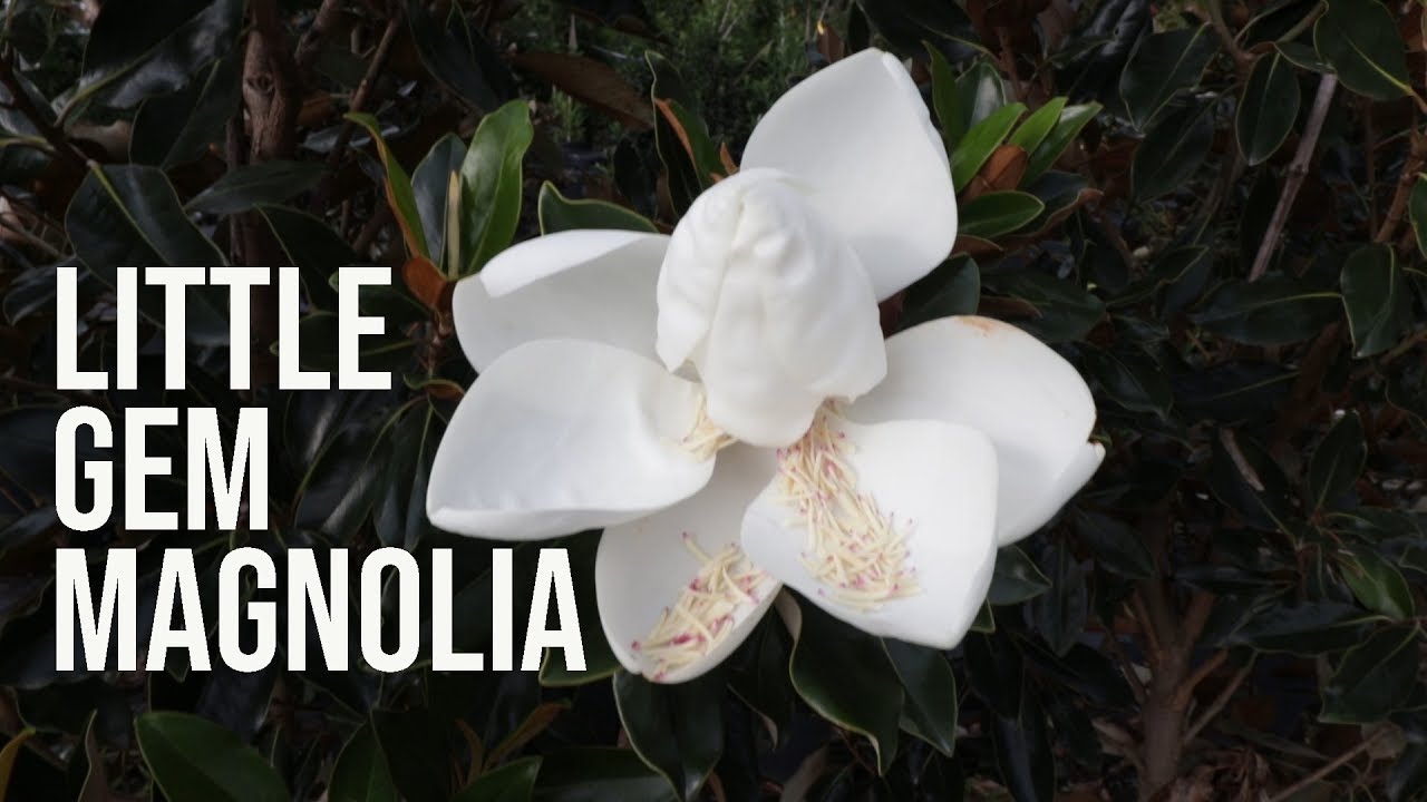 Little Gem Magnolia - Fragrant Evergreen Dwarf Tree
