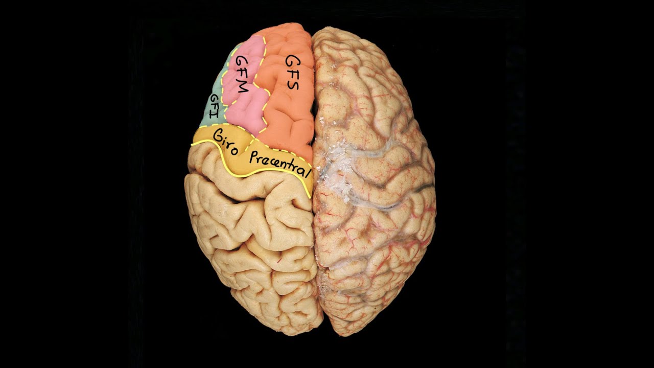 Neuroanatomía: Giros y surcos. Resumen