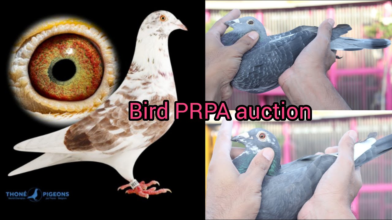 Racer Pigeons | Top 4 Bird Auction PRPA | Grizzle Jos Thone | Jan Aarden Racing pigeons |Kalapati
