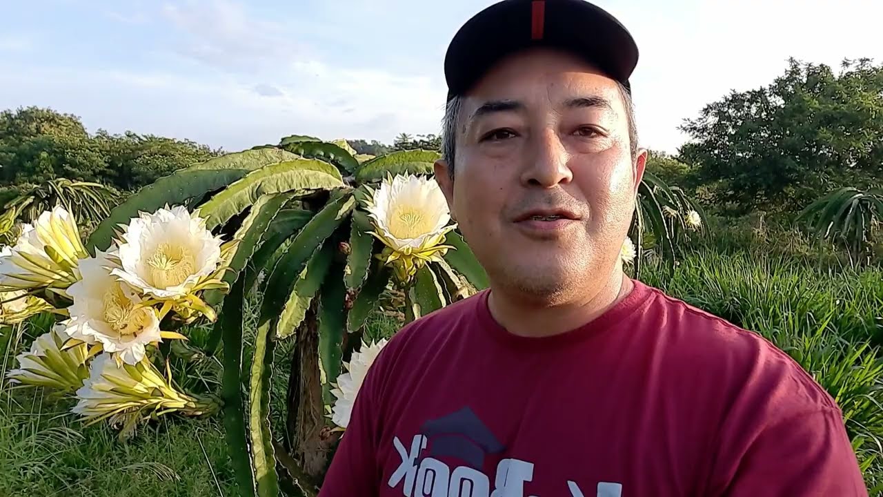 FLORADA DA PITAYA NO SITIO SAWADA