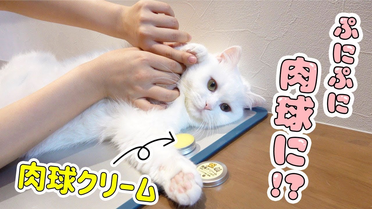 ポムさんのぷにぷに肉球のつくり方！