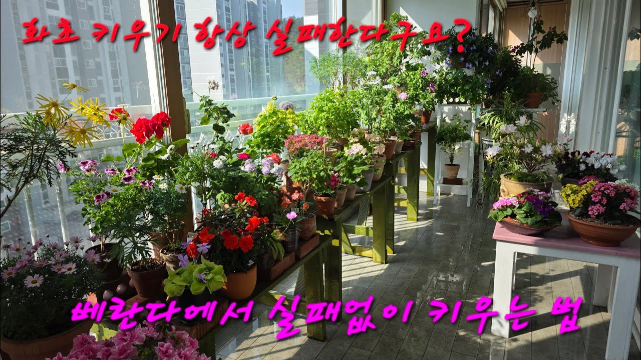 화초 키우기 항상 실패 하나요? 베란다에서 실패없이 키우는 법
