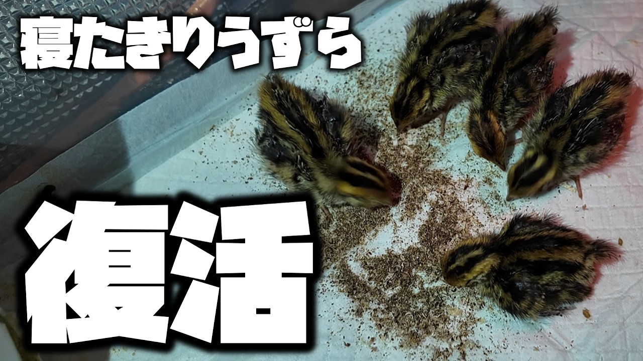 立てなくなったうずらを観察し続けた結果がまさかの！