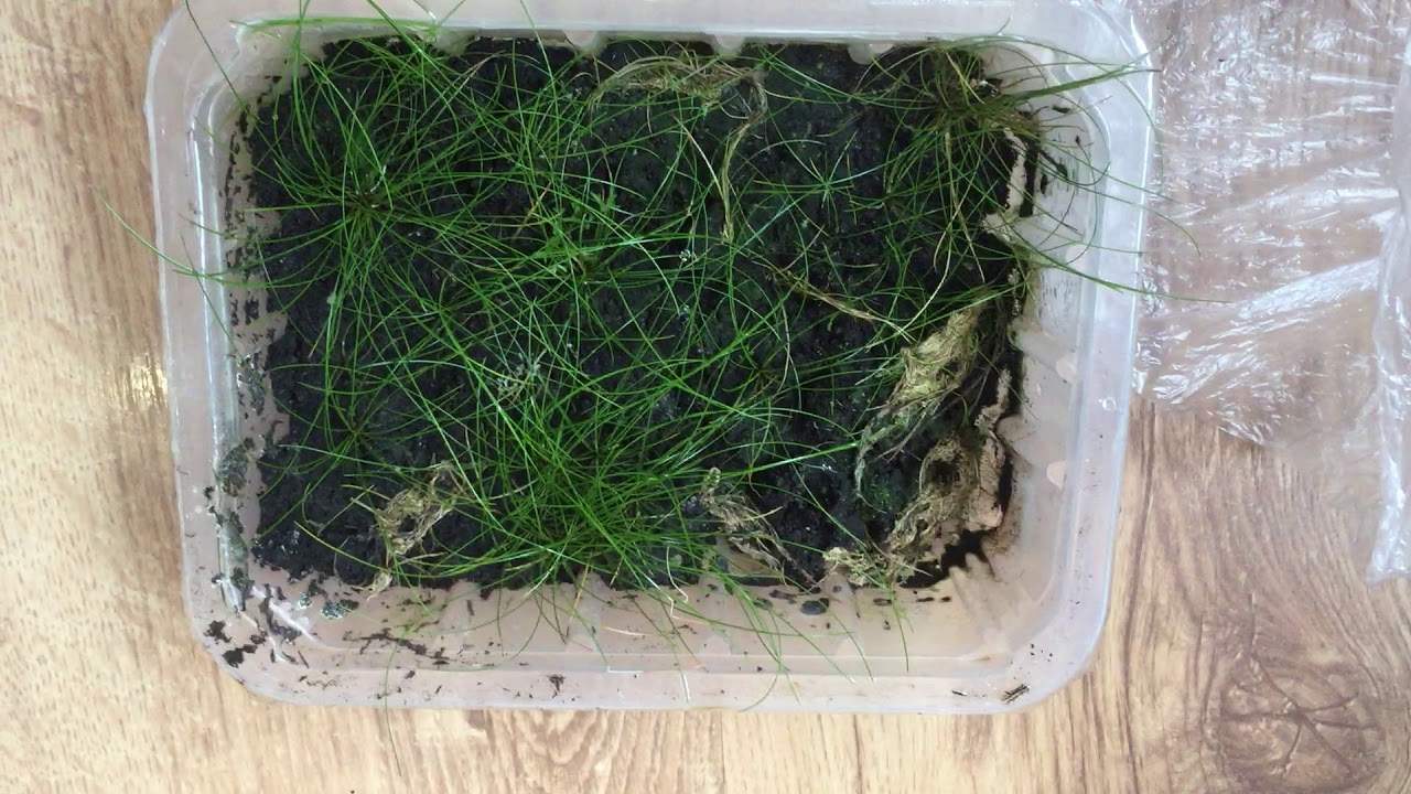 eleocharis belem in paludarium