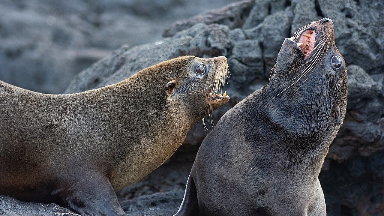 Facts: The Galapagos Fur Seal