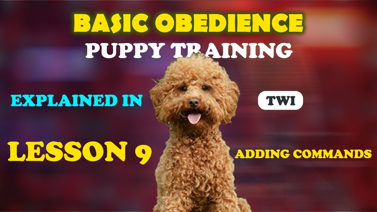 Basic obedience training 004