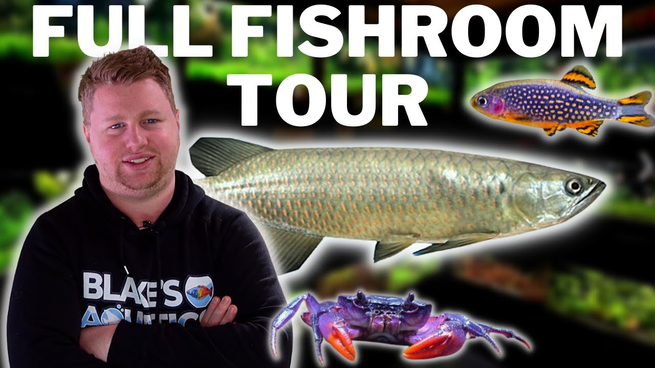 Breeding 1000's of Rare Fish in my Garage - Blake's Aquatics Full Fishroom Tour - 50+ Tanks