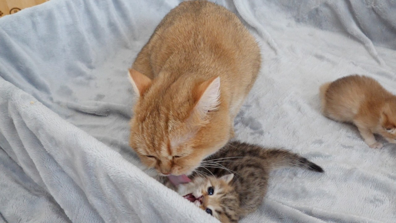 Kitten Choco finally began to resist Mimi's shower!