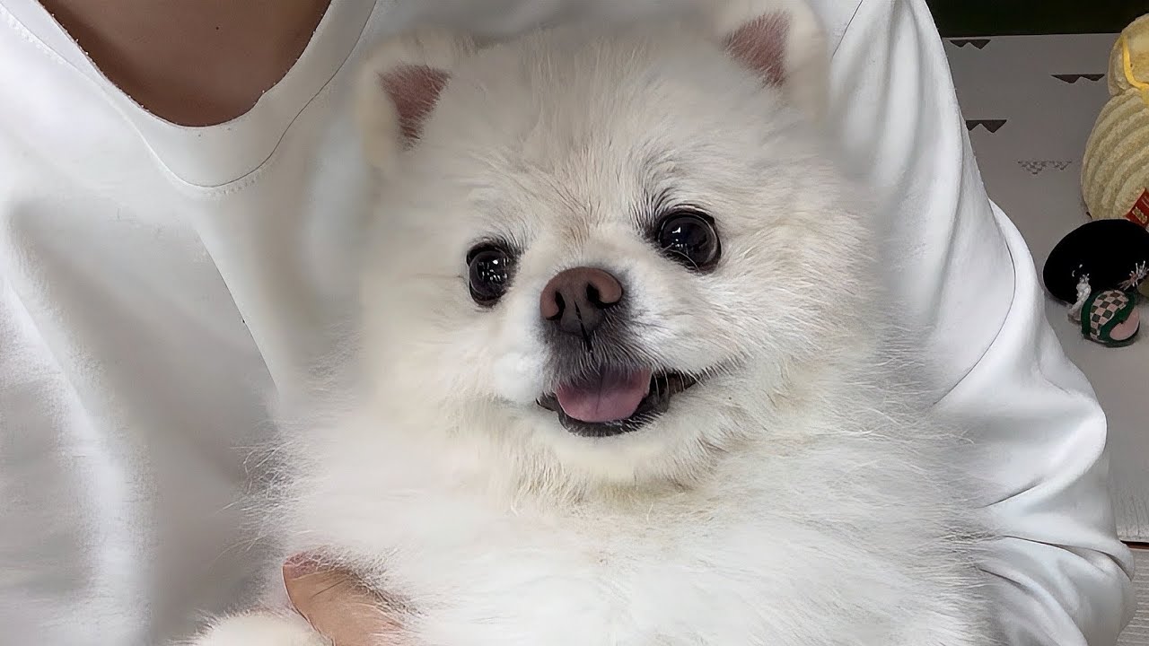 며칠 안 봤다고 작은형의 소중함을 느낀 뚜비