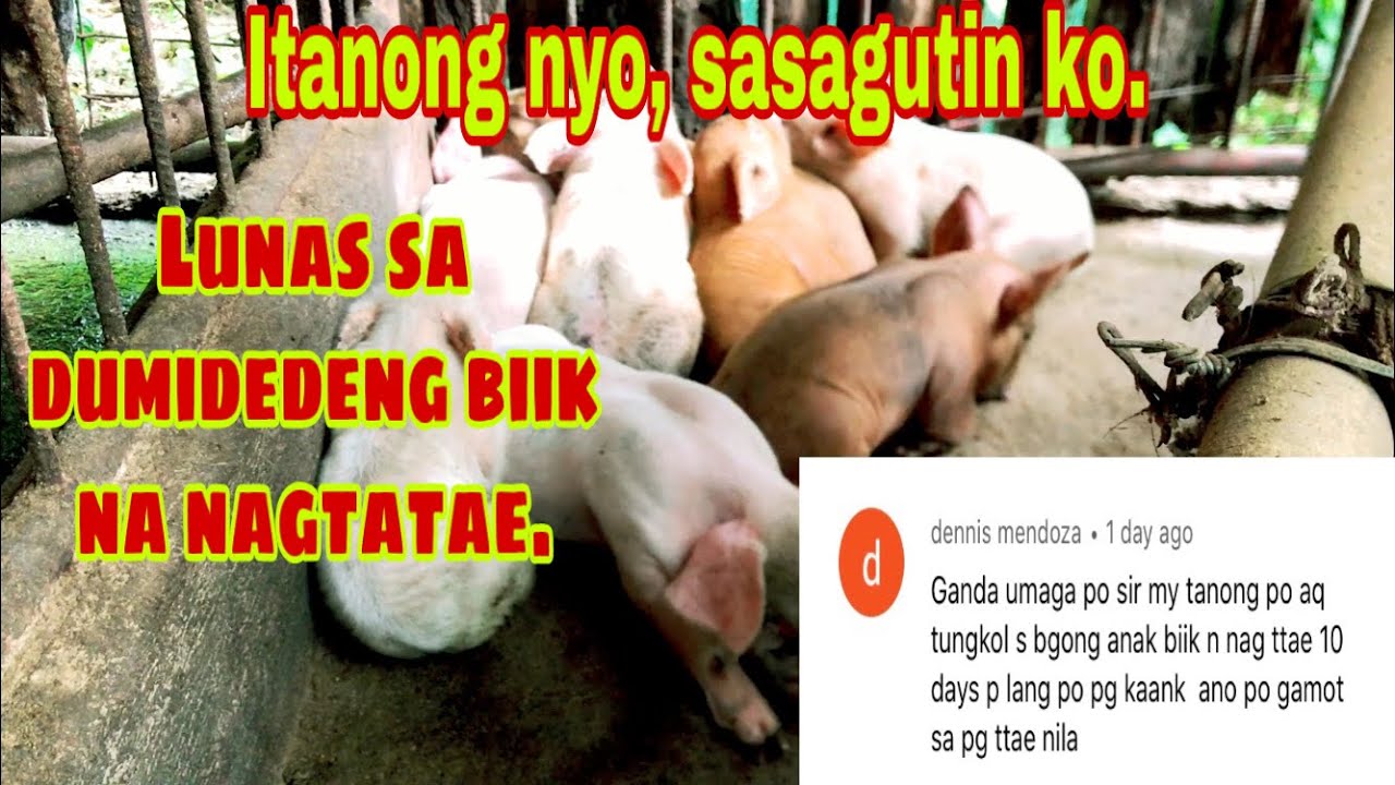 Anong gamot sa mga dumidedeng mga biik na nagtatae | Ryan Patenio