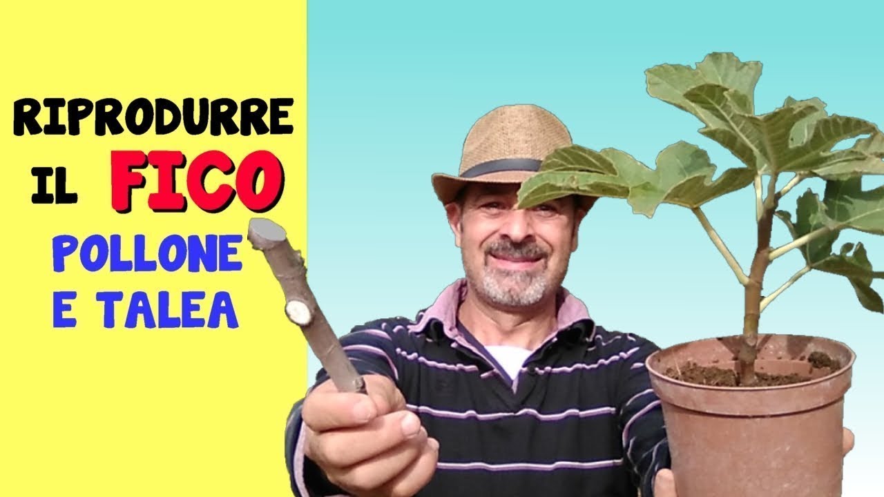 RIPRODURRE IL FICO PER TALEA E PER POLLONE
