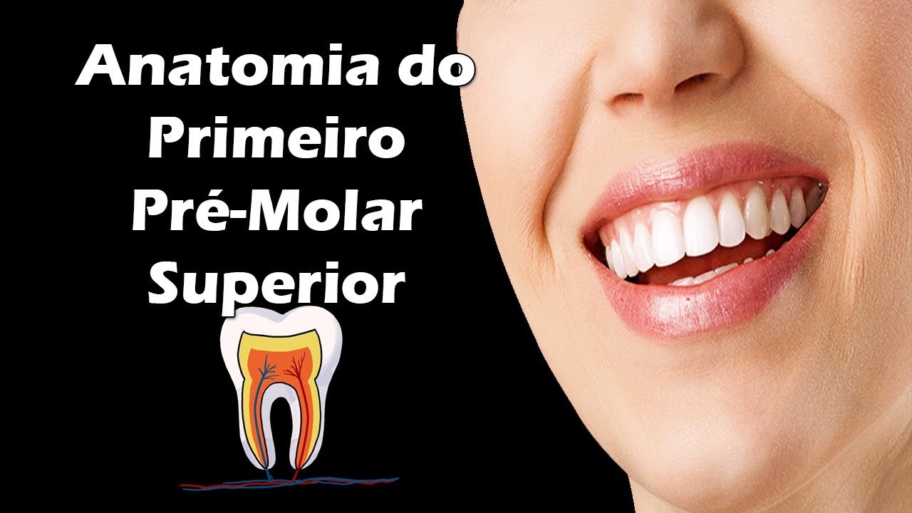 Aula de Anatomia Dental - Primeiro Pré-Molar Superior - Dente 14 e Dente 24