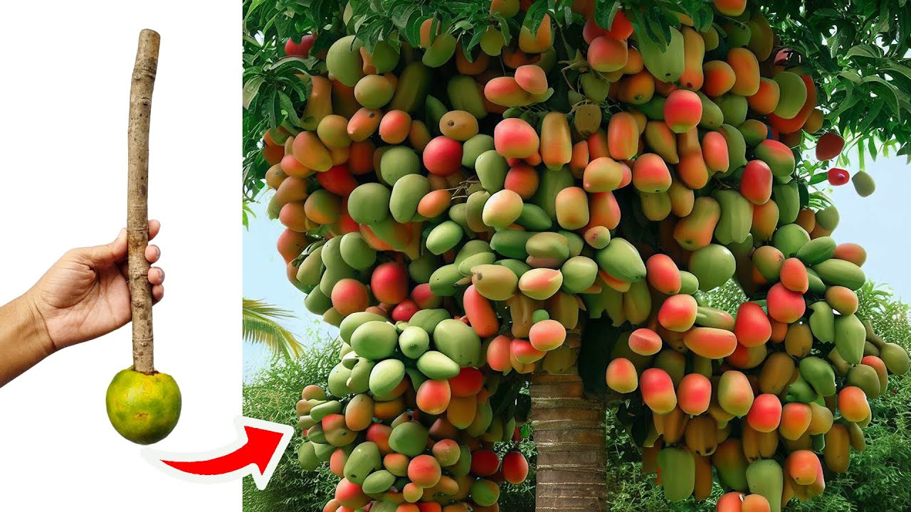 Unique​ Technique Grafting Mango Tree Using Aloe Vera Growing Faster and Has Many Fruits