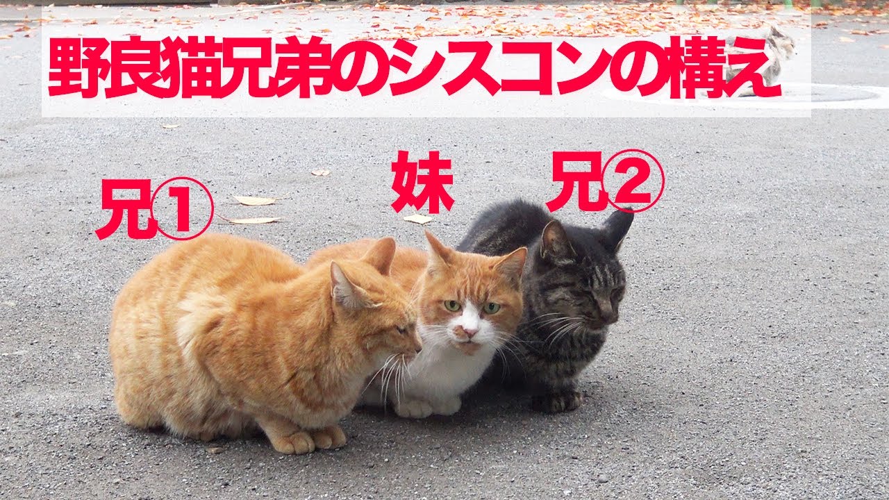 武闘派野良猫兄弟、美しき妹猫へのシスコンぶりを見せつける The stray cat brothers loved their sister too much.