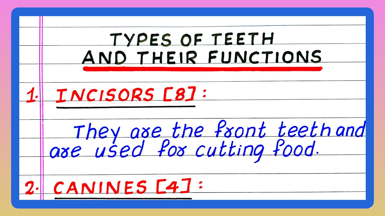 Types of Teeth and their Functions | Types of Teeth and their Uses | Kinds of Teeth