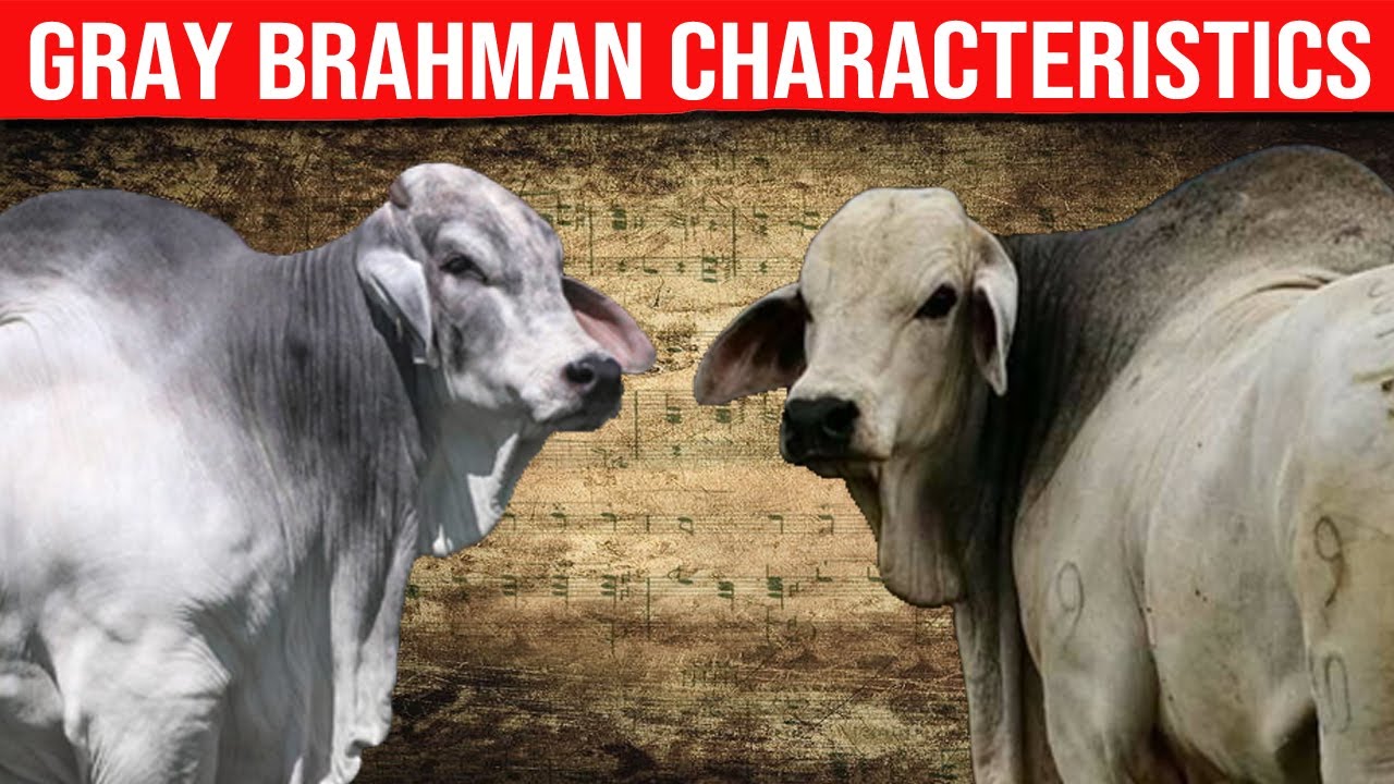 🔴 GRAY BRAHMAN CATTLE Characteristics ✅ Biggest Bulls And Cow