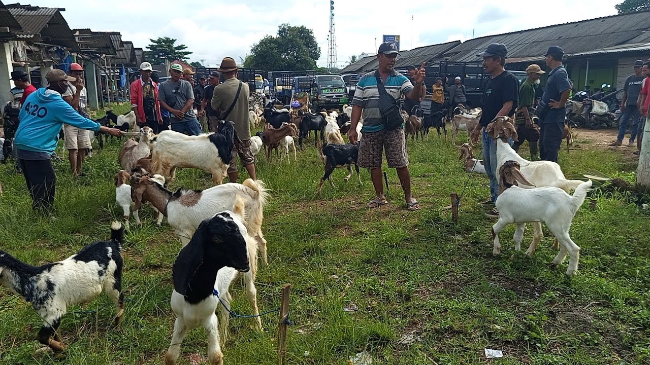 Harga kambing hari ini di pasar bangun rejo