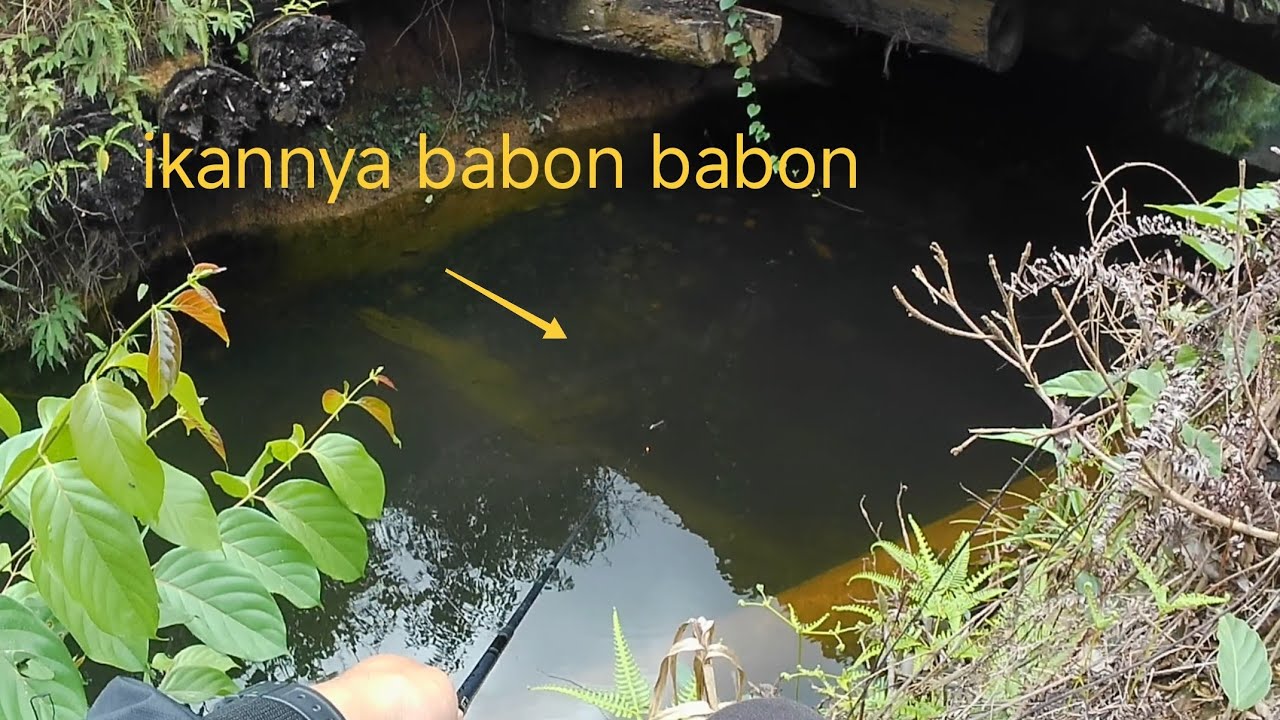 Spot ini isinya babon. Mancing wader dan nilem