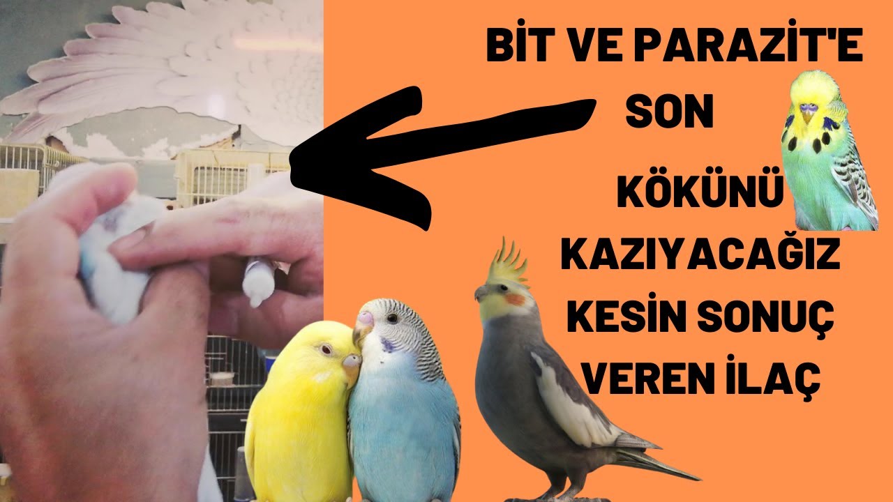 MUHABBET KUŞU BİT PARAZİT İLAÇ UYGULAMASI KESİN ÇÖZÜM KÖKÜNÜ KAZIYORUZ.