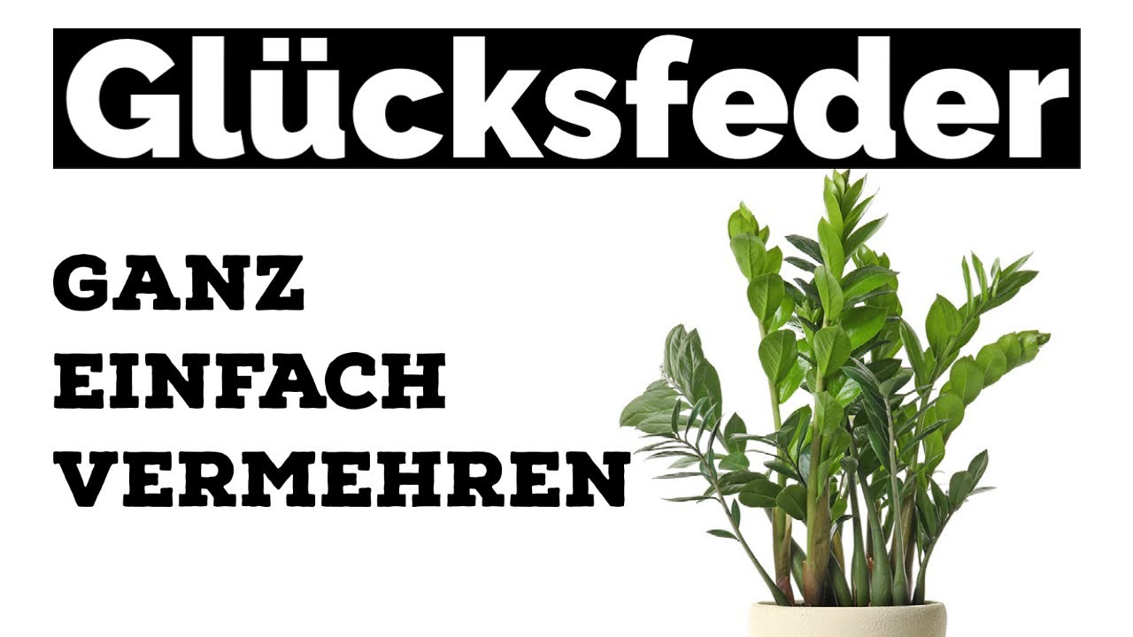 Glücksfeder ganz einfach vermehren