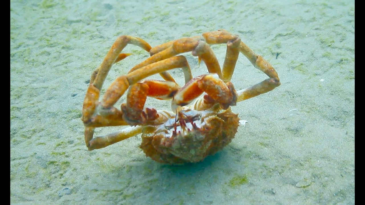 SOMEONE CALL THIS CRAB A TAXI !!! Crazy Spider Crab Backrolls 20 times!