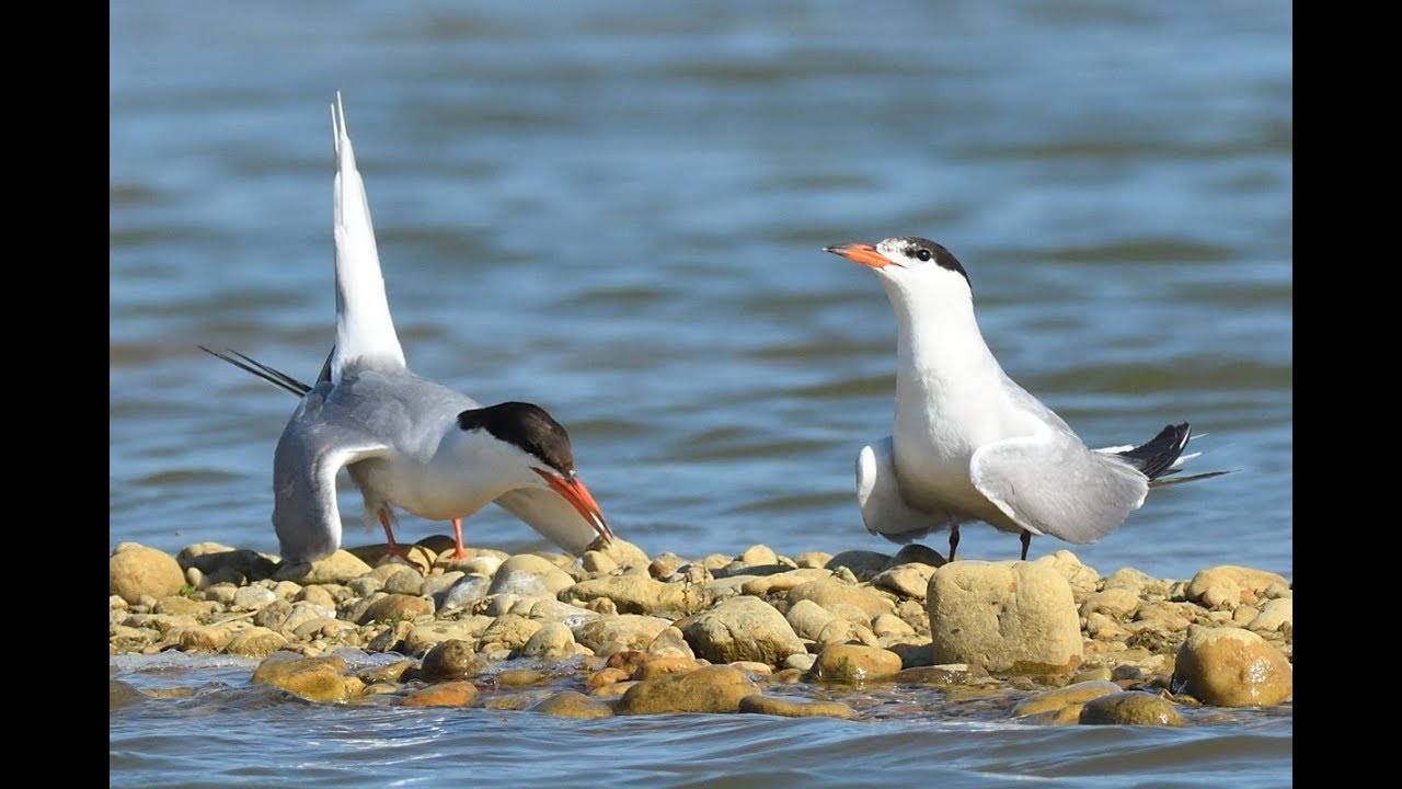 Common tern (Sterna hirundo) / Küszvágó csér 4K -  Csérek tava