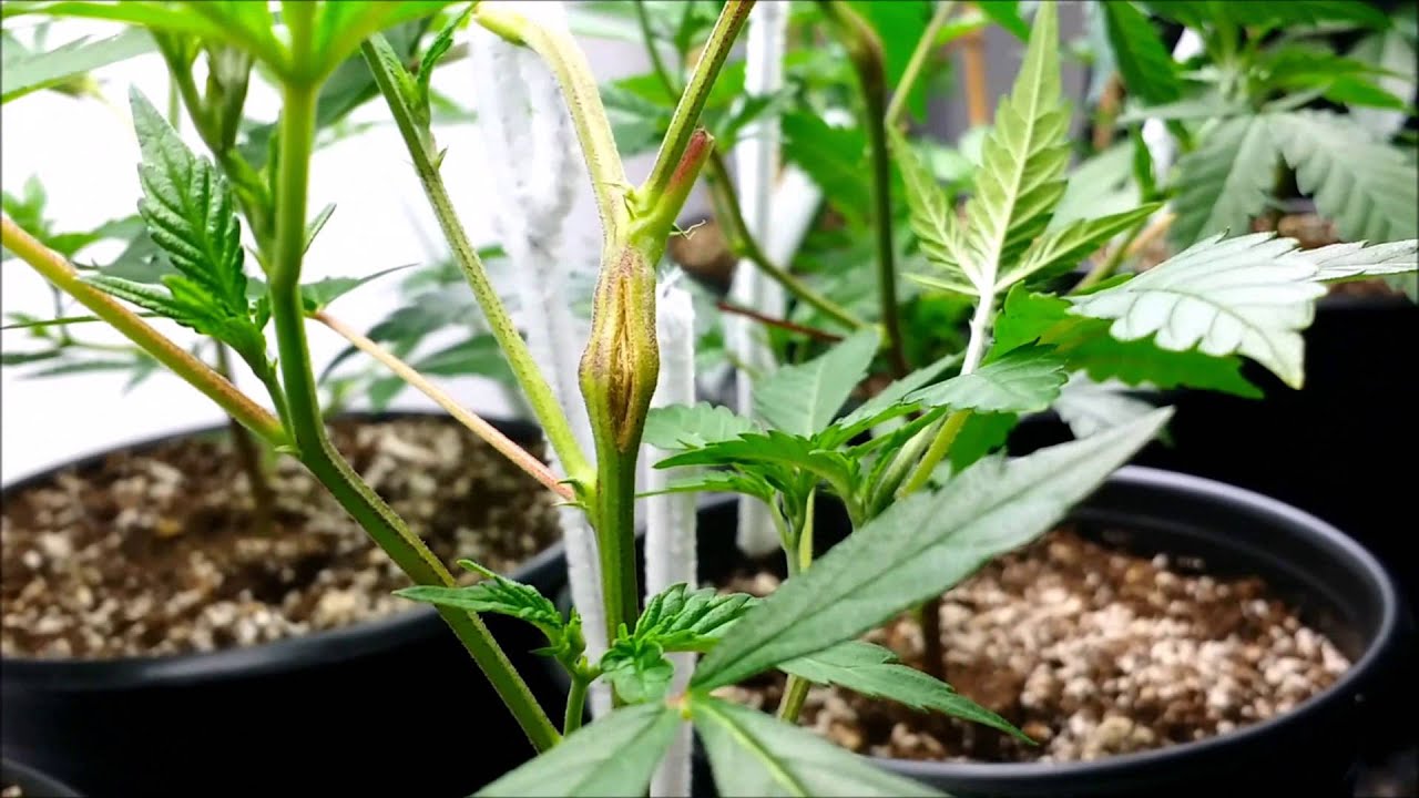 Welcome to the Veg Tent!!
