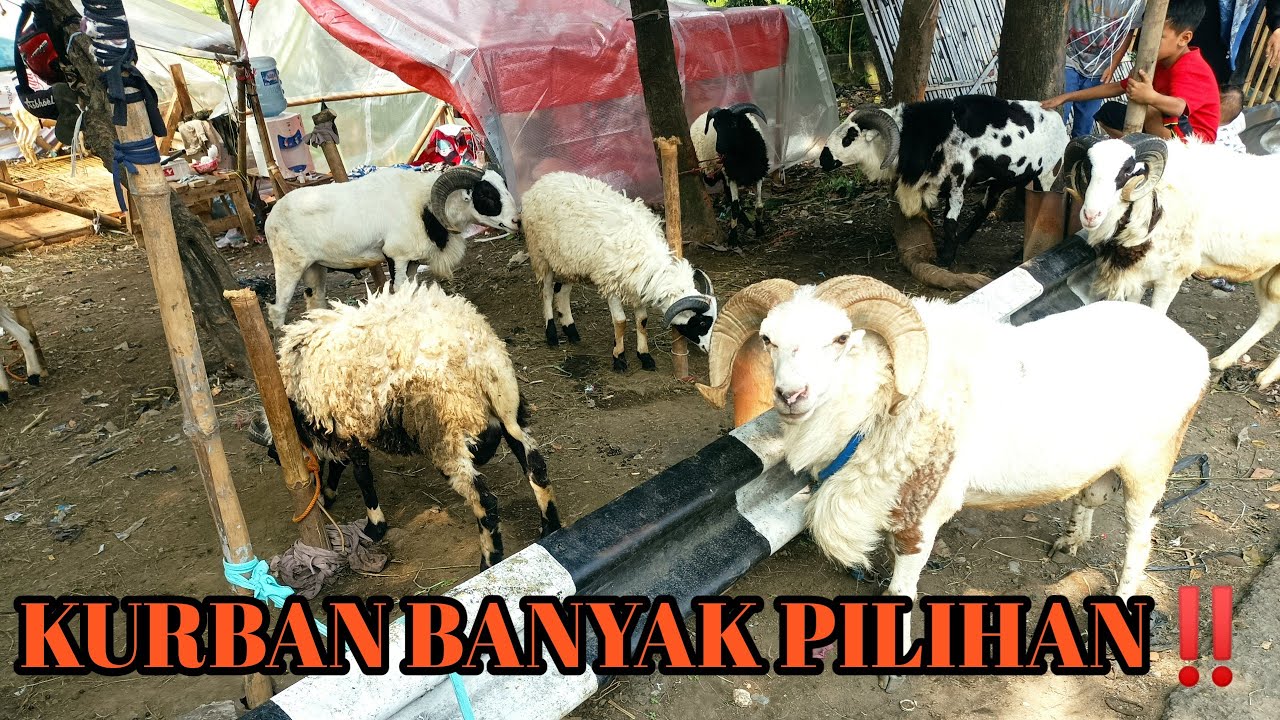 DOMBA QURBAN MURAH DI KOTA BANDUNG‼️ADA KELAS JUMBO NYA‼️KURBAN DOMBA SUPER 2023‼️BIG SIZE SHEEP
