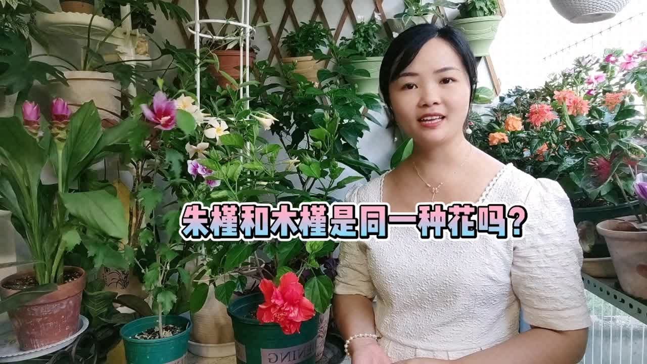 朱槿和木槿是同一种花吗？如何区分？