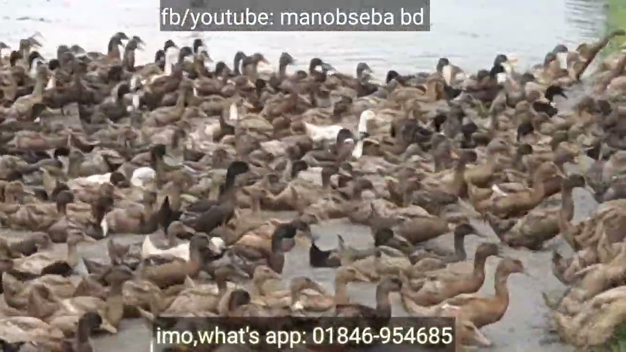 খাকি ক্যাম্পবেল হাঁস পালন | duck farm in bangladesh