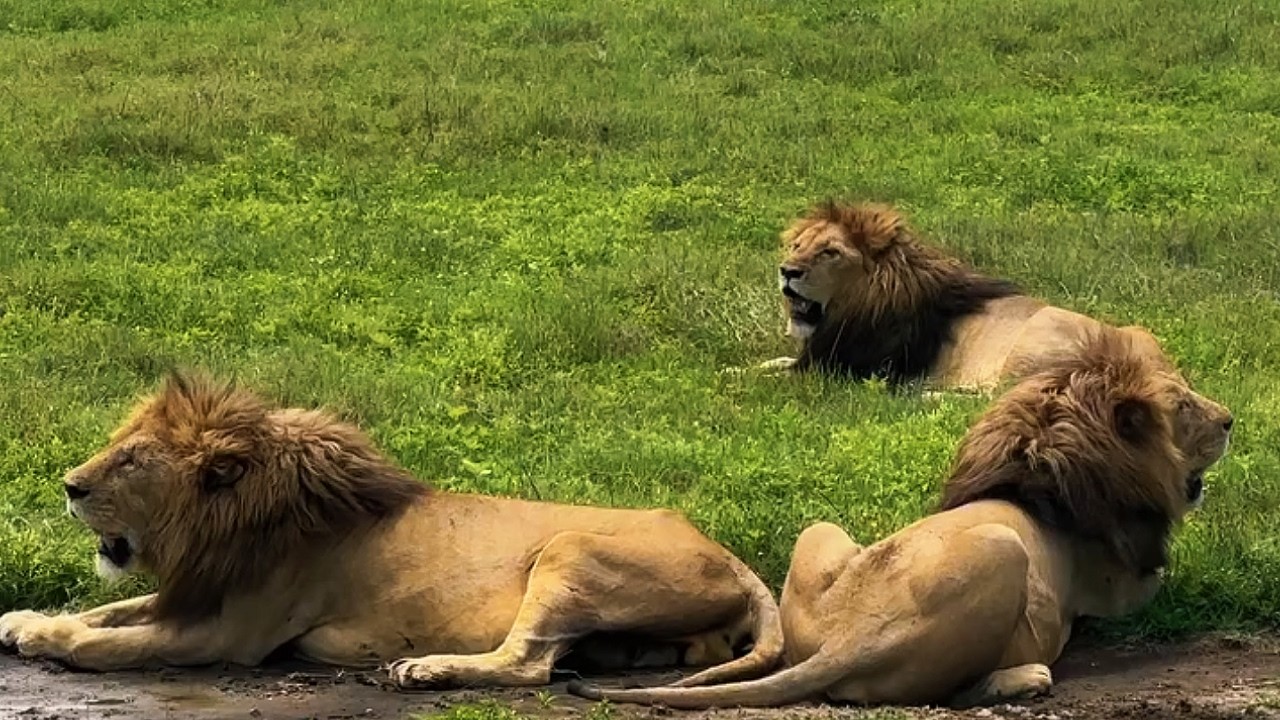 3 Massive Tanks of a Male Lions | Remaining Lake Qunitet Males | Ngorongoro Crater | Today