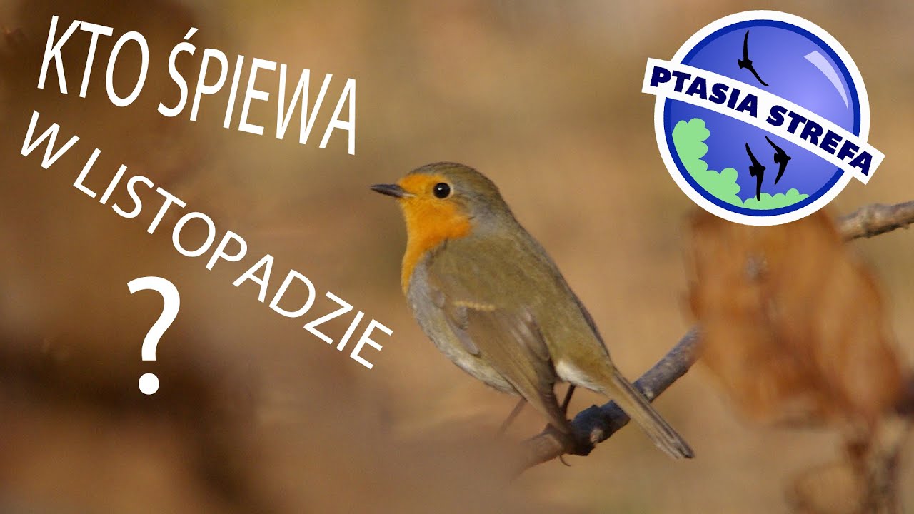 Kto śpiewa w listopadzie ?