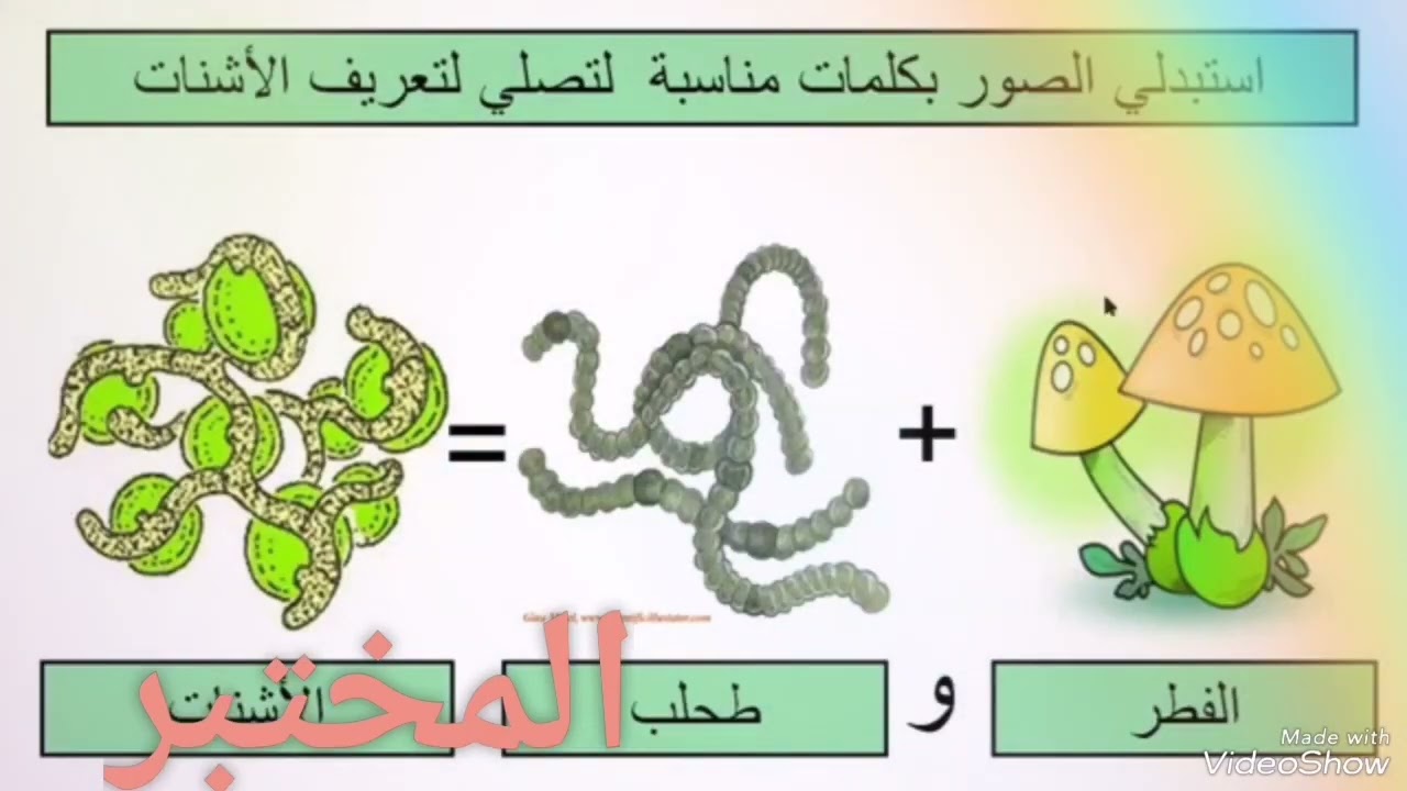 الاشنات