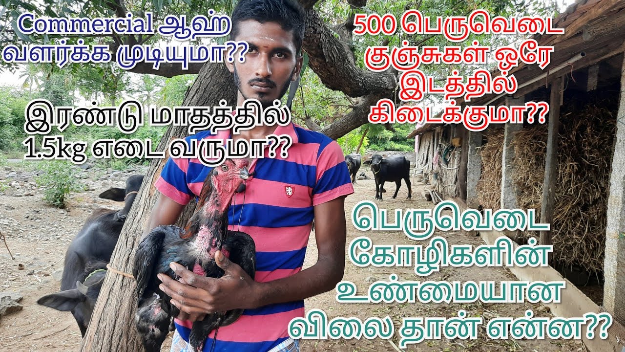 பெருவெடை கோழிகள் - முழு தகவல் !! Part - 1 | TFO Farm channel