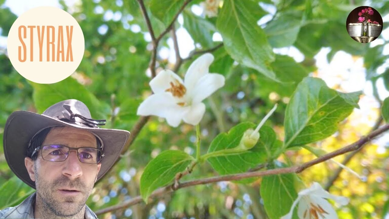 Styrax , arbre ou arbuste caduque &agrave; fleurs blanches