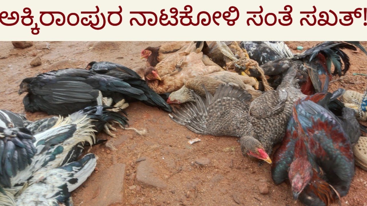 ಅಕ್ಕಿ ರಾಂಪುರದ ನಾಟಿ ಕೋಳಿ ಸಂತೆ ನೋಡಬೇಕು ನೀವು../Akki Rampura nati koli market #nativenest 