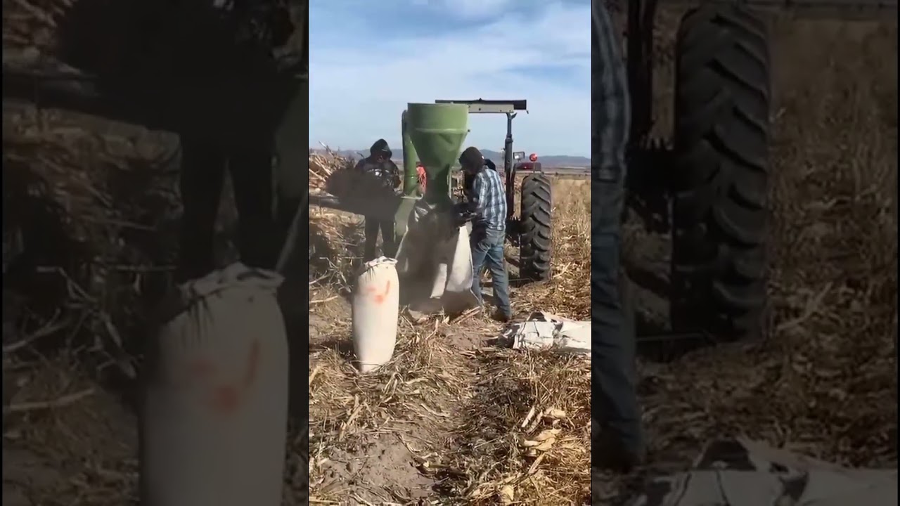 Nos fuimos de madrugada A moler maíz 🚜🌽🤠