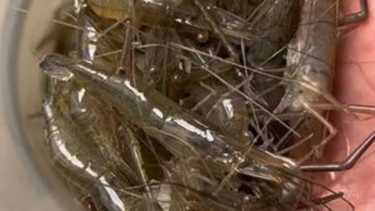 钓河虾一定要注意这几点，不打窝，不钓浮，不盲目下杆，你也一定会有好收获的