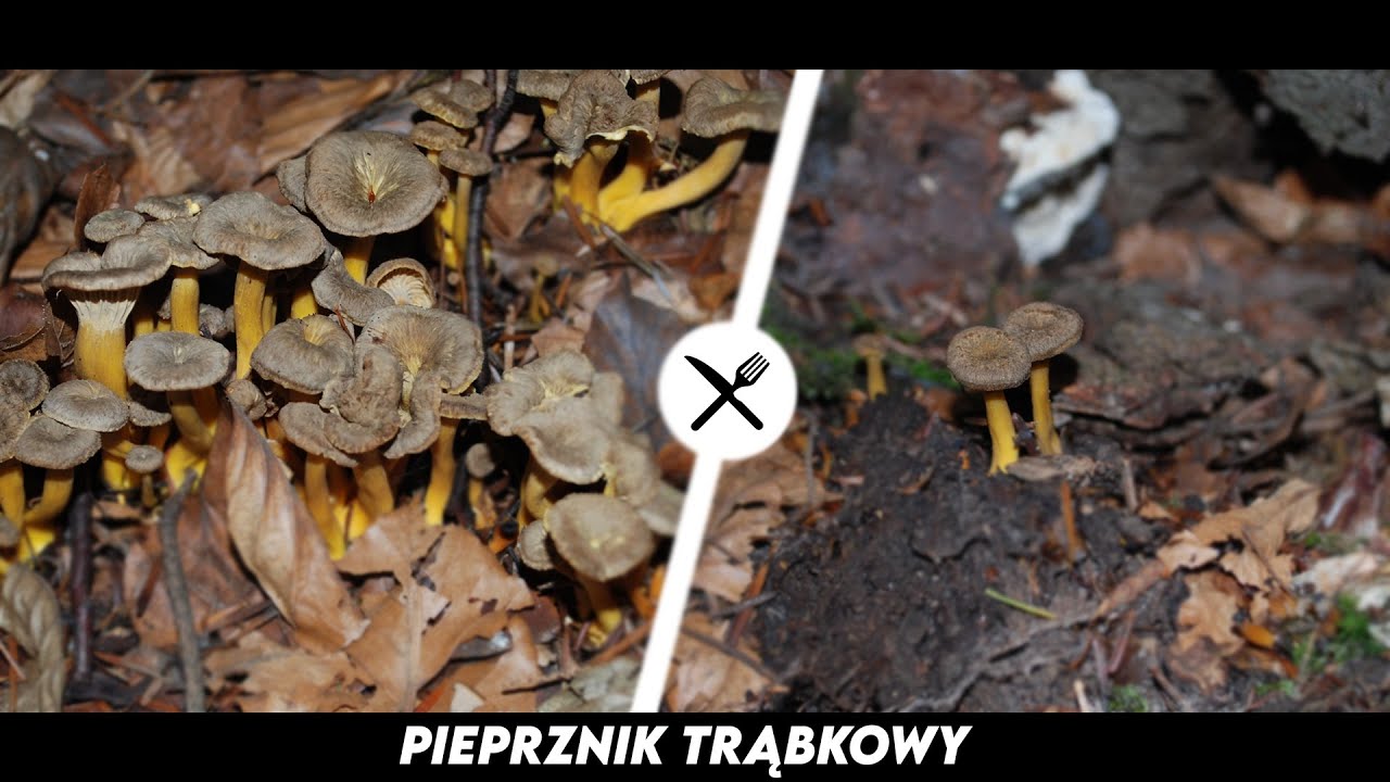 Pieprznik Trąbkowy - fantastyczny grzybek jadalny!