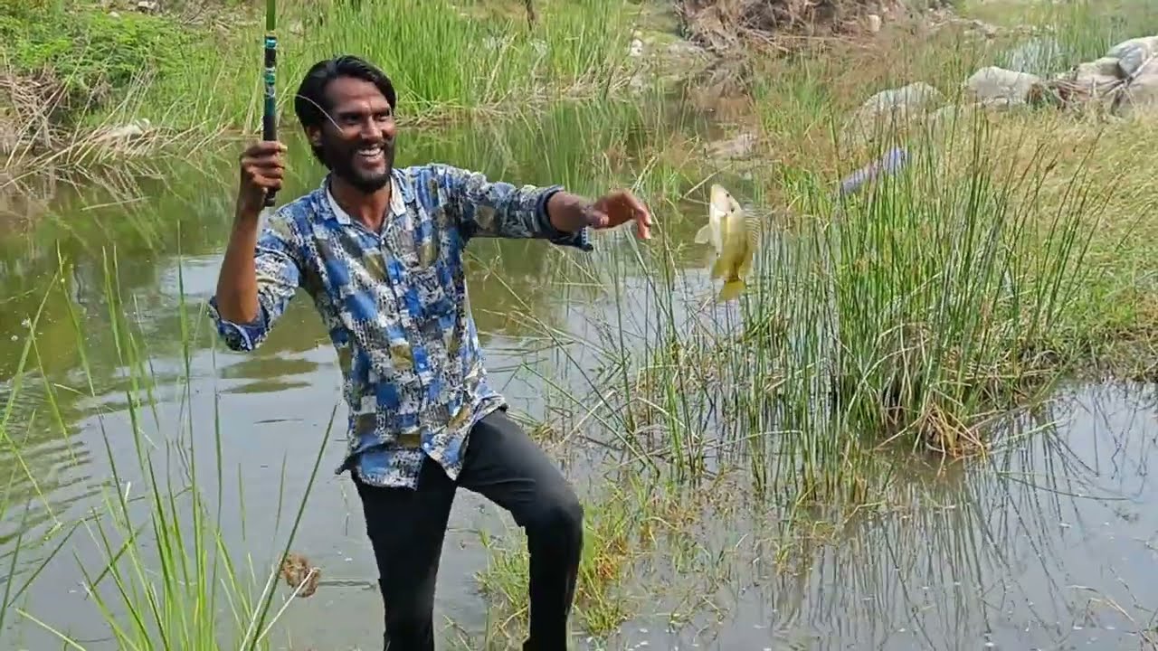 Tilapia fishes catching small hok big size fishes catching video 