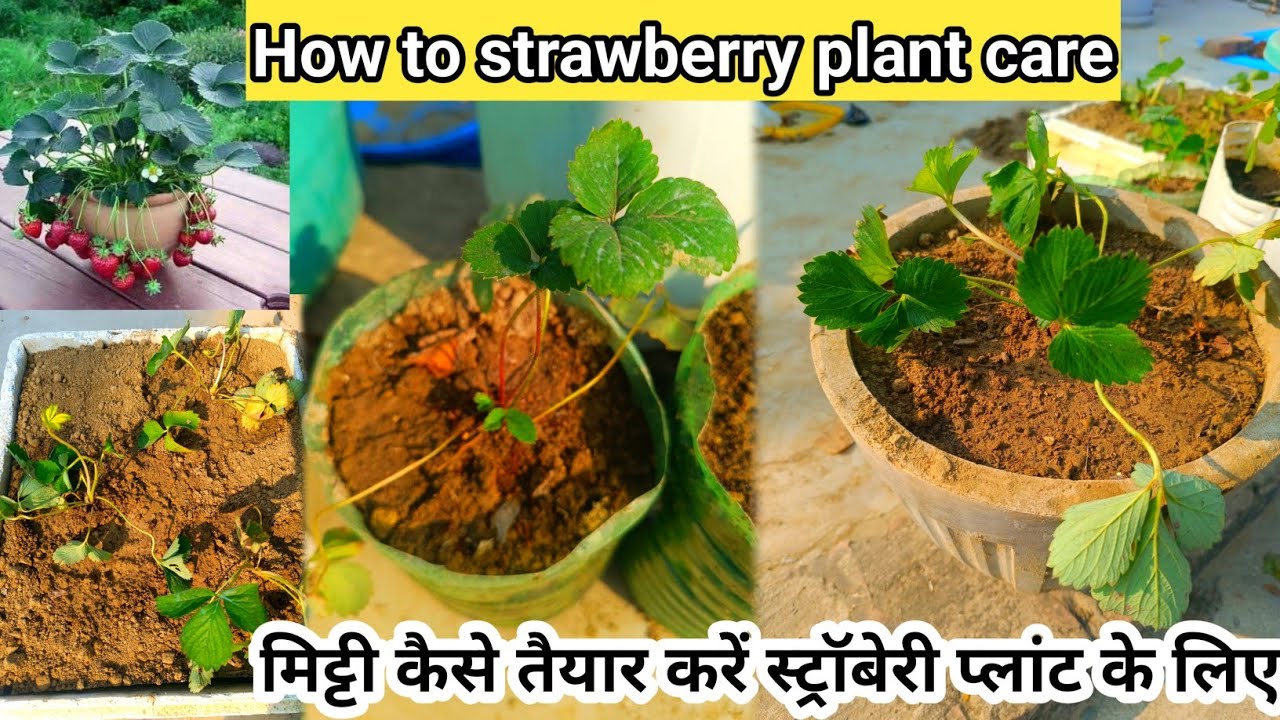 How to strawberry plant care 🍓 स्ट्रॉबेरी प्लांट देखभाल